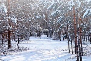 bosque en la escarcha. paisaje de invierno árboles cubiertos de nieve. foto