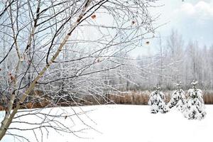 winter forest. Nature. photo