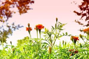 Colorful bright flowers marigold against the background of the summer landscape. photo