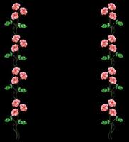 flower buds of roses isolated on black background photo