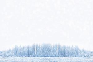 Frozen winter forest with snow covered trees. photo