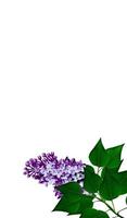 lilac flowers. card. photo