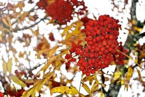 autumn landscape. rowan berries photo