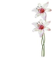 Lily flower on white background photo