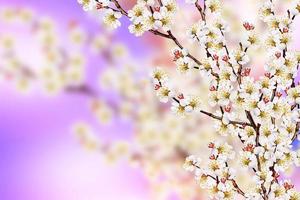 Flowering branch of apricot photo