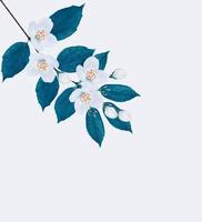 branch of jasmine flowers photo