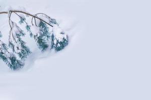 Frozen winter forest with snow covered trees. photo