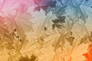 Autumnal abstract background of bright colorful foliage photo