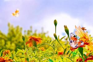 caléndulas de flores brillantes y coloridas. paisaje de otoño foto