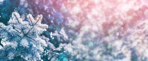 Frozen winter forest with snow covered trees. photo