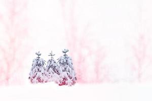 Frozen winter forest with snow covered trees. photo