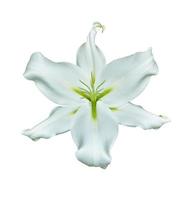 Flower lily isolated on white background. summer photo