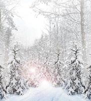 Snowfall. Winter forest. Snow. photo