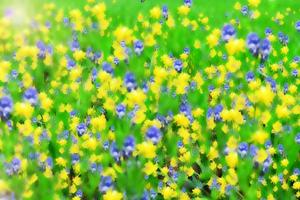 Abstract floral background. Blooming spring flowers. photo