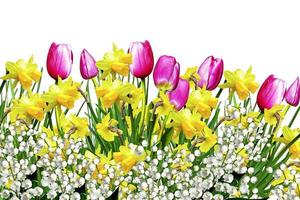Pink and yellow flowers tulips and daffodils photo