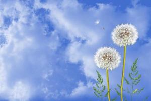 Fluffy dandelion flower against the background of the summer landscape. photo