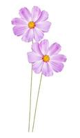 Bright colorful cosmos flowers photo