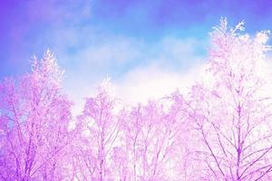 Frozen winter forest with snow covered trees. photo