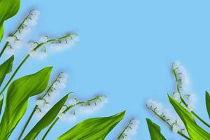 Lily of the valley flower on blue background. photo