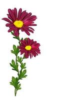 chrysanthemum isolated on white background photo