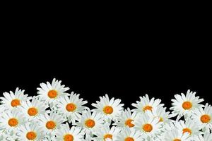 margaritas verano flor blanca aislada sobre fondo negro. foto