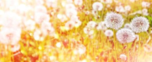 Fluffy dandelion flower against the background of the summer landscape. photo