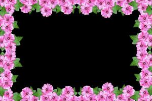 flores de petunia aisladas sobre fondo negro. flor brillante foto