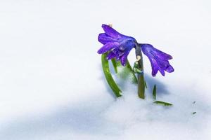 flor de jacinto que crece en la nieve a principios del bosque de primavera foto