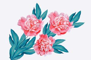 Colorful bright flowers peonies isolated on white background. photo