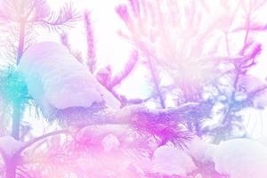 Frozen winter forest with snow covered trees. photo