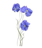 Pansy Violet with Green Leaves on white background photo