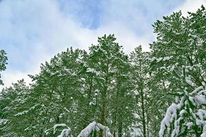 forest in the frost. Winter landscape. Snow covered trees. photo