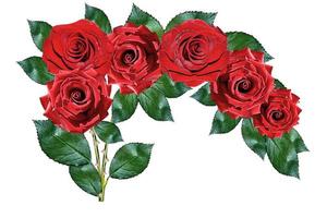 red roses isolated on white background photo