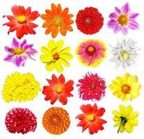 Flowers dahlias isolated on white background. photo