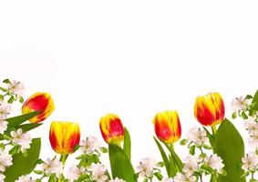 tulip. Flowering branch of apple isolated on a white background. photo