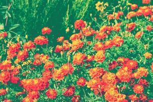 bright and colorful flowers marigolds. autumn landscape. photo