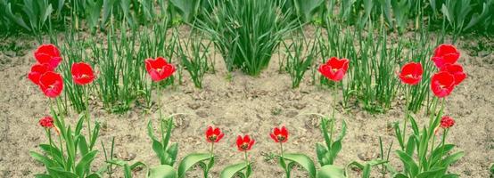 Bright and colorful flowers tulips photo