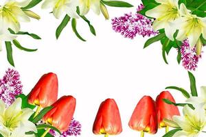 colorful spring flowers isolated on white background. floral background. photo