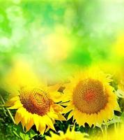 Beautiful sunflower field in summer photo
