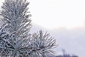 bosque en la escarcha. paisaje de invierno árboles cubiertos de nieve. foto