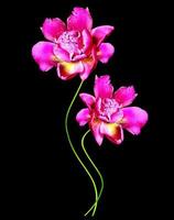 colorful flowers peonies isolated on black background photo