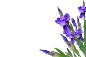 iris de flores de primavera aislado sobre fondo blanco. hermosas flores foto