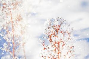 Blurred frozen grass. Winter abstract background. Landscape. photo