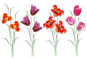 spring flowers tulips photo