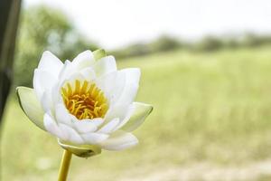 White bright and colorful flower water lily. photo