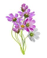 Cosmos flowers isolated on white background photo