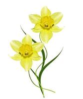 spring flowers narcissuses isolated on white background photo