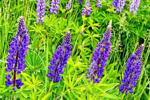 Summer landscape with beautiful bright lupine flowers photo