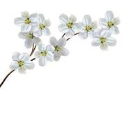 White apple flowers branch isolated on white background photo
