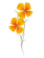 Yellow flower garden colorful eschscholzia isolated on white background. photo